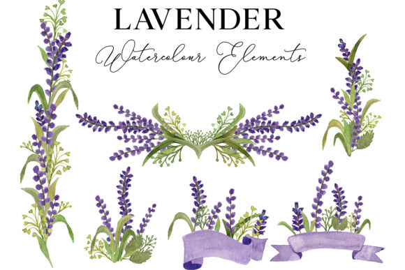 Download Lavender Flower Watercolor Illustration - Illustration Collection