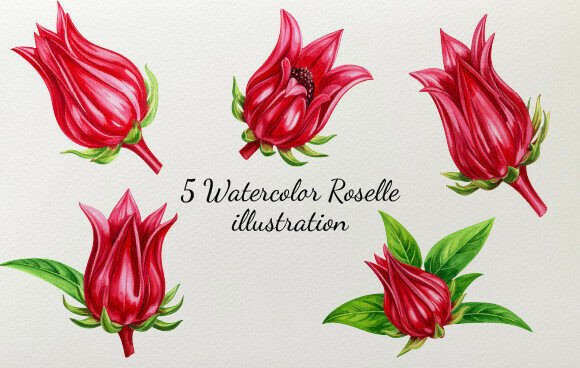Download 5 Watercolor Roselle Illustration - Illustration Collection